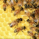 beesnesssuit