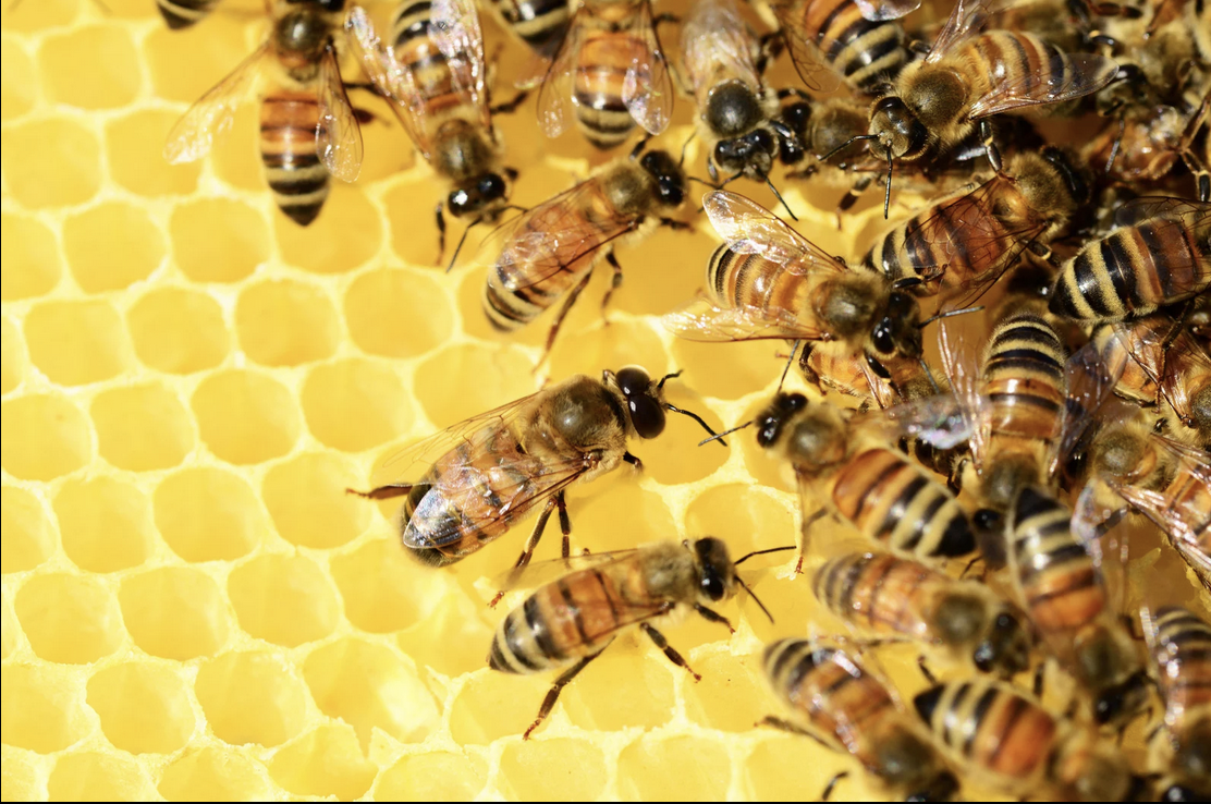 beesnesssuit beesnesssuit